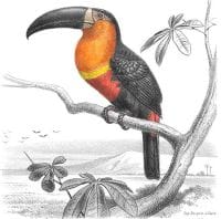 ariel-toucan