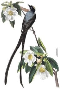 flycatcher