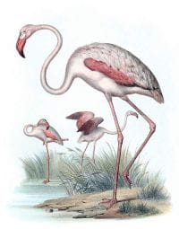 greater-flamingo