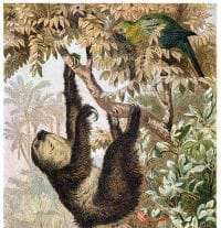 two-toed-sloth
