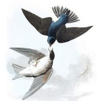 white-bellied-swallow