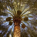 27338097712_487bfd4ea1_q