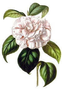camellia-japonica