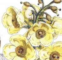 meconopsis-napaulensis