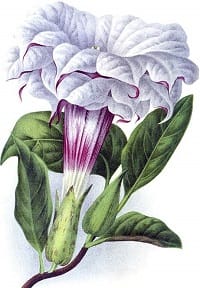 datura-cornucopia