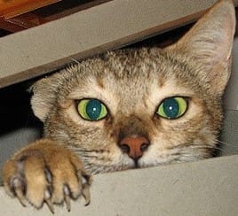 2381804307_204fdbd338_z