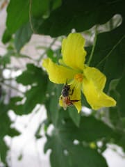 44942808345_a9ef6a8cdf_m