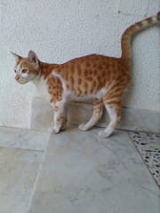 31374911847_00e86768a7_m