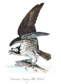 osprey-fish-hawk