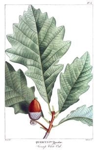 quercus-bicolor