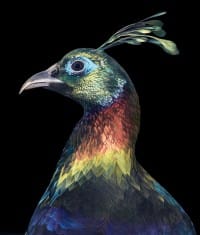 tim-flach-Himalayan-Monal-960x1126@2x