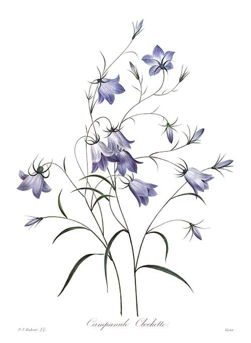 campanula
