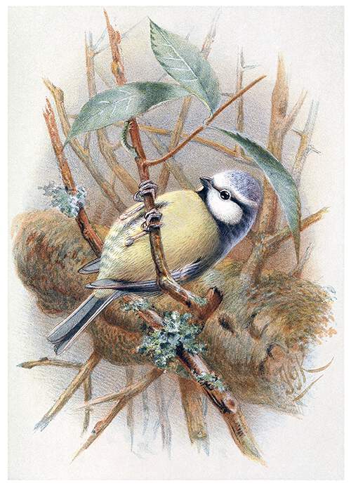 eurasian-blue-tit